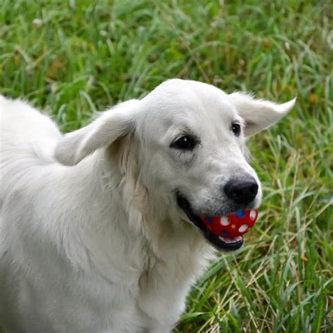 Golden Retriever Anxiety: Symptoms, Solutions, Causes, & Mistakes – Golden Hearts