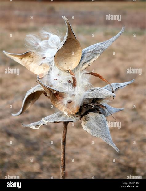 Seed Pods Of A Milkweed Plant Open And Releasing Seeds Stock Photo