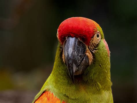 Bright Eyed Macaw Macaws Are A Group Of New World Parrot Flickr