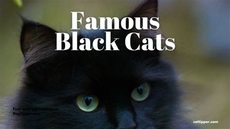 Famous Black Cats in Movies, TV and More!