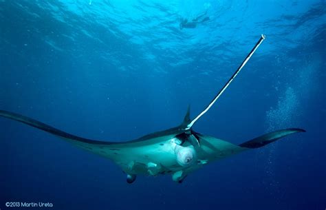 cobre esencia melodía manta ray giving birth gravedad ballena azul A ...