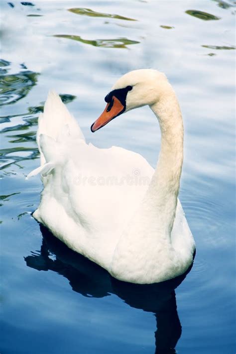 Cisne Mudo En El Agua Imagen De Archivo Imagen De Cignus