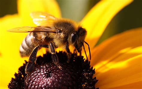 HD Wallpaper Brown Bee And Sunflower Pollination Pollen Nectar