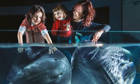 Riccione Pacchetto Con Hotel Colazione Italia In Miniatura Acquario