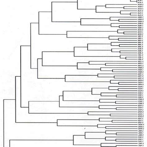 Dendrogram Illustrating Genetic Relationships Among Individuals In