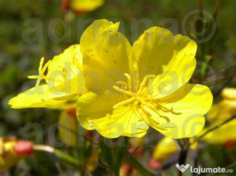 30 Seminte Oenothera Versicolor Lemon Sunset 18 Lei Lajumatero