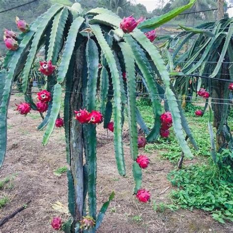 07 Mudas Da Pitaya Branca Autofértil Produz Em 01 Ano Parcelamento