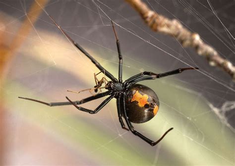 Fear of Spiders Can Develop Before Birth | Live Science