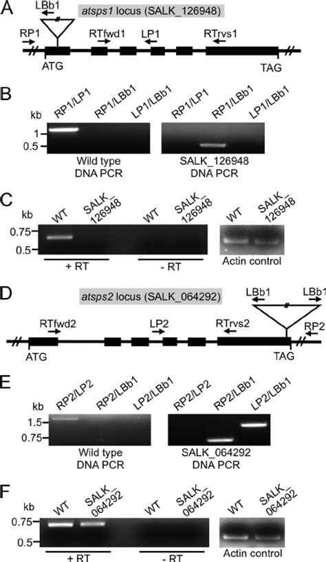 Molecular Characterization Of The Atsps And Atsps T Dna Insertion