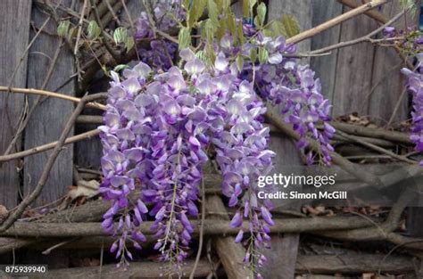 Choking Vines Photos And Premium High Res Pictures Getty Images