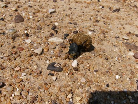 Reflections Poop Roller Aka Dung Beetle At Work