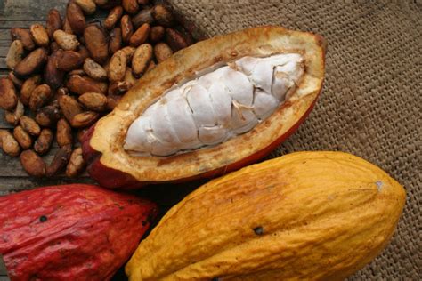 En Colombia Continúa Fortaleciéndose La Producción De Cacao • Periódico