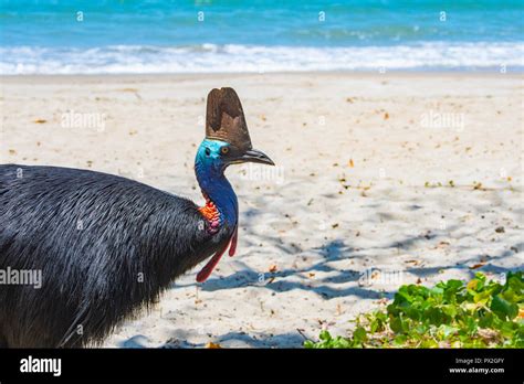 Southern Or Double Wattled Cassowary Casuarius Casuarius On The Beach At Etty Bay Cassowary