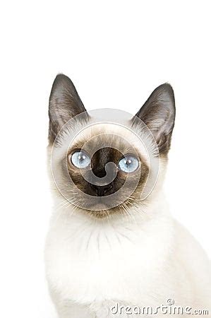 Siamese Cat Face Royalty Free Stock Photos - Image: 8526868