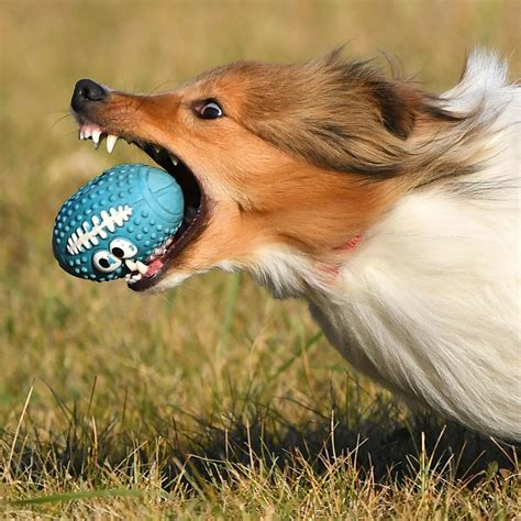 Кинолог рассказал о спортивных дисциплинах для собак - РИА Новости, 11. ...