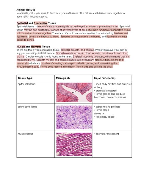 tissues shows diagrams   tissue