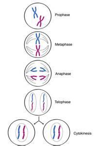 Mitosis Bead Diagram