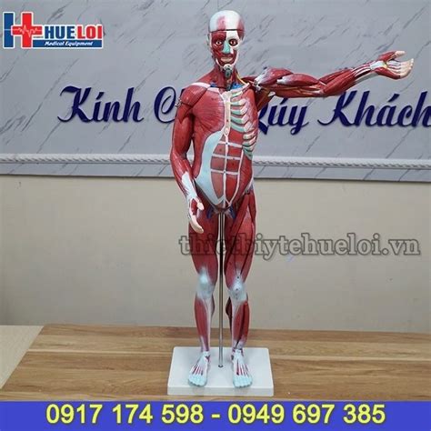 Mô Hình Giải Phẫu Hệ Cơ Và Nội Tạng Cơ Thể Người 78cm Thiết Bị Y Tế