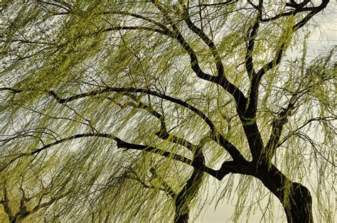 The Romantic Tree Photograph