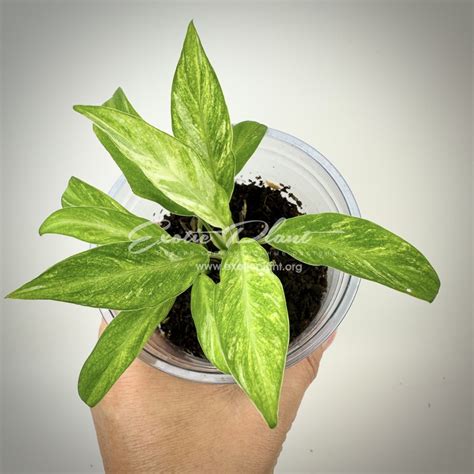 Spathiphyllum / Спатифиллум, каталог | EXOTIC PLANT Редкие ...