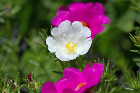 Moss Rose Care And Growing Tips Birds And Blooms