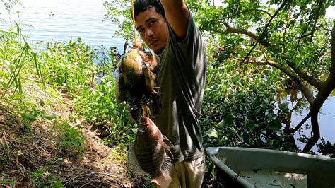 PESCA CON ANZUELO Y LOMBRIZ ENSARTA DE MOJARRAS Y GUAPOTES YouTube