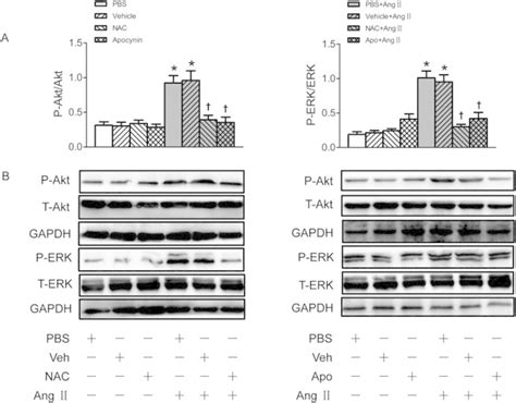 Effects Of Nac And Apocynin Apo On The Phosphorylation Of Akt And