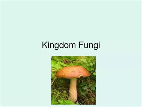 Ppt Kingdom Fungi Powerpoint Presentation Free Download Id3003677