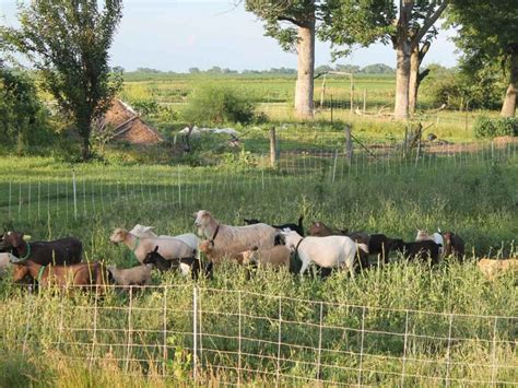 Rotational Grazing For Goats