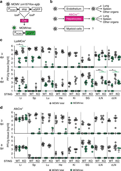 STING Signaling Limits MCMV Replication In Myeloid Cells And Restricts