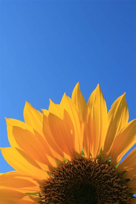 HD wallpaper: yellow sunflower closeup photography, sunflower, Blue Sky, summer | Wallpaper Fla ...