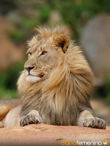 El Significado De Los Sue Os Con Leones C Mo Interpretarlos