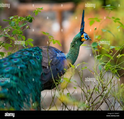 Green Peafowl Pavo Muticus Also Known As Java Peafowl Stock Photo Alamy