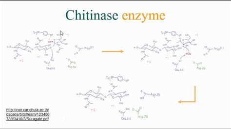 Chitinase Enzyme - YouTube