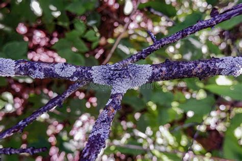 Pest Fungus Grows on Tree Branches,tree Diseases,fungus Parasite Stock ...