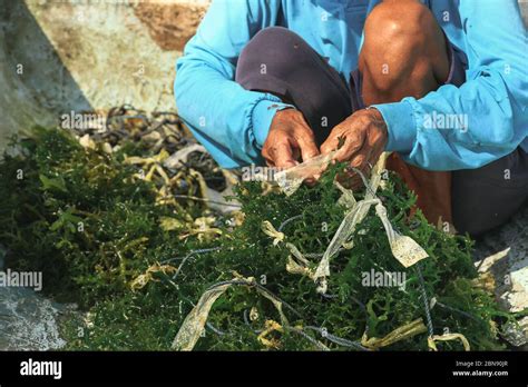 Farmer collecting seaweed plantations at seaweed farm in Nusa Penida ...