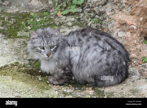 Cats, long hair, grey, striped, crouch, animals, mammals, pets, small ...