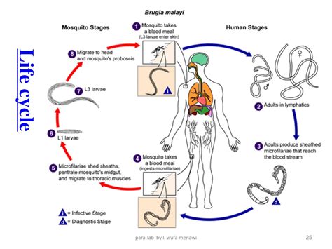 Microfilaria Life Cycle