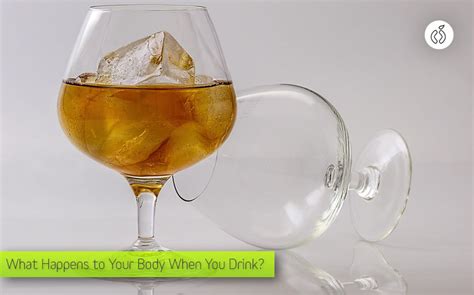 What Happens To Your Body When You Drink Alcohol