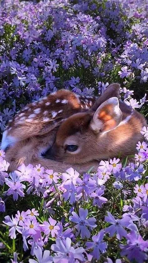 Cutest Baby Deer Cute Baby Deer Animals Wild Deer Photo