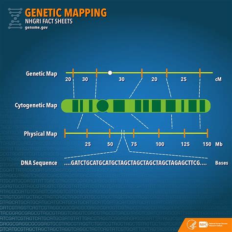 Difference Between Genetic Map And Physical Map Compare The