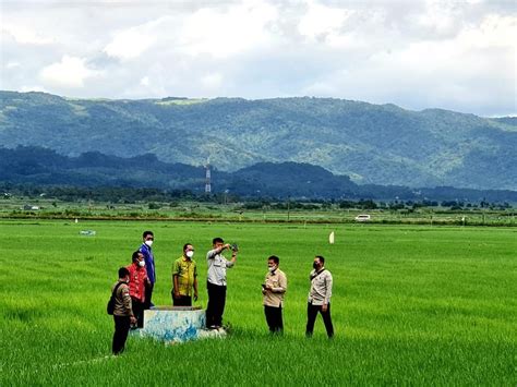 Petani Senang Biaya Produksi Food Estate Sumba Tengah Rendah