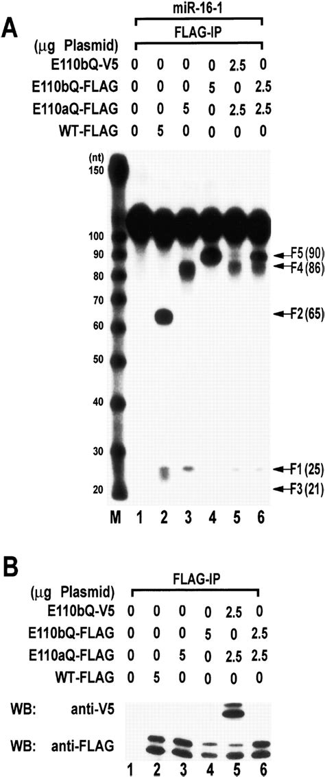 The Drosha DGCR8 Complex In Primary MicroRNA Processing