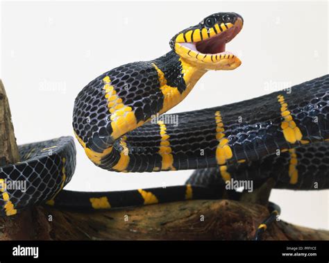 Mangrove Snake Fangs