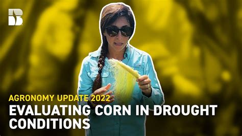 Evaluating Corn In Drought Conditions Beck S Agronomy Update Youtube