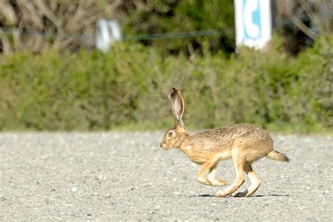 Run Rabbit Run Jack Rabbit Running Across The Parking Lot Flickr