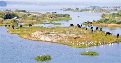 Cattle continue to flock to Bharathappuzha islets | Malappuram | Kerala ...