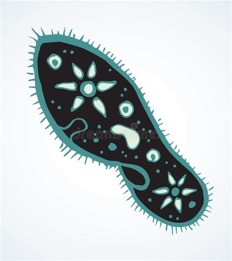 Paramecium Caudatum ícone De Desenho Vetorial Ilustração Do Vetor Ilustração De Isolado