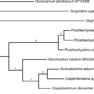 Phylogram Resulting From Bayesian Inference Analysis