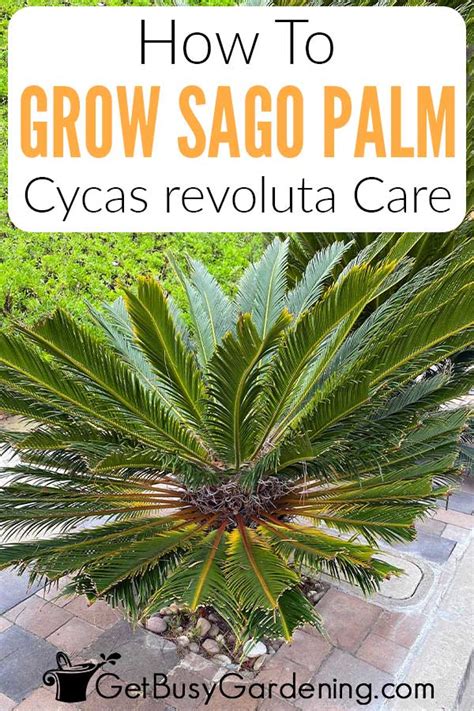 Sago Palm Care Guide How To Grow Cycas Revoluta